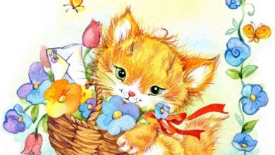 Кошки студио